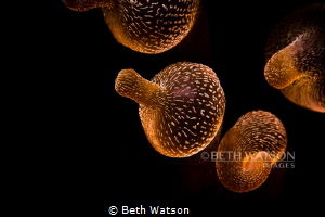Anemonel polyps swaying in the current... by Beth Watson 
